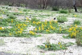 Image result for Senna italica