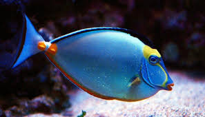 Resultado de imagen para peces