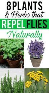 It is known to repulse ticks, flies, and moths. 8 Plants And Herbs That Repel Flies Naturally Home Gardenist Plants That Repel Flies Fly Repellant Plants That Repel Bugs