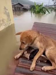 Madre perra intenta salvar a sus cachorros en la tormenta ...