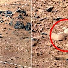 Mars Rat Taking Internet By Storm Rats Mars Rover Photos Curiosity Rover
