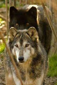 Beautiful Black And Brown Wolf Wolves Animals Beautiful Wolf Pictures Beautiful Wolves