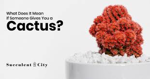 People living in the uk, us, canada, india, and saudi. What Does It Mean If Someone Gives You A Cactus Succulent City