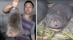 Tikus dapat masuk dari celah rumah tanpa kita sadari. Tikus Besar Yang Boleh Dimakan Ini Lebih Mahal Dari Harga Daging Borneodihati Org Laman Socialtainment Borneoborneodihati Org Laman Socialtainment Borneo