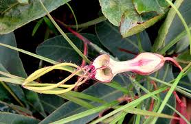 Image result for Ceropegia albipilosa