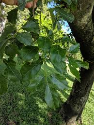 Image result for Millettia pinnata