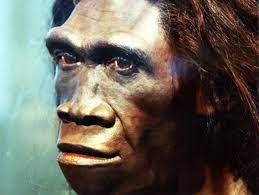 Denisovans look like stockier, more sturdy versions of neanderthals. Evidence Of Unknown Extinct Human Relative Found In Dna Study Of Melanesians Ancient Origins