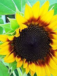 Sunflower Close Up 7 24 20 Flowers Sunflower Plants