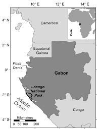 Image result for Thomandersia butayei