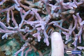 Image result for Corallocarpus triangularis