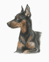 Pin By Eniko Vida On Dogs In 2020 Pet Portraits Cat Portraits Dog Drawing
