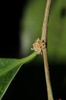 Image result for Casearia runssorica