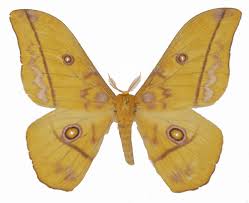 Image result for Bridelia duvigneaudii