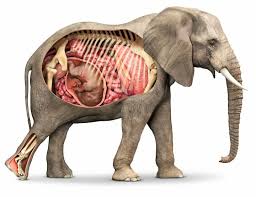 Pregnant Elephant Elephants Have The Longest Gestation
