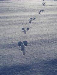So können sie tierspuren erkennen from www.peta.de. Tierspuren Im Schnee Wer Ist Da Durch Den Schnee Gelaufen