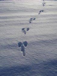 Entdecke rezepte, einrichtungsideen, stilinterpretationen und andere ideen zum ausprobieren. Tierspuren Im Schnee Wer Ist Da Durch Den Schnee Gelaufen