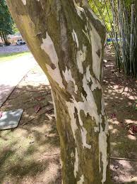 Image result for Caesalpinia ferrea