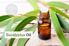 Rosemary oil is one of the top essential oils for hair thickness and growth. Eucalyptus Oil Top Benefits Uses With Diy Recipes