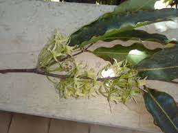 Image result for Monoon longifolium