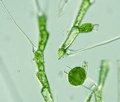 Image result for Alloeochaete