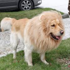 We did not find results for: Pin On Dogs Are Awesome