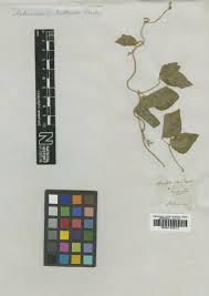 Image result for Crotalaria huillensis