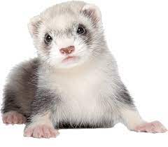 The costs will depend on where you purchase it, the type, age, quality and geographical location. How Much Do Ferrets Cost The Price Money Needed