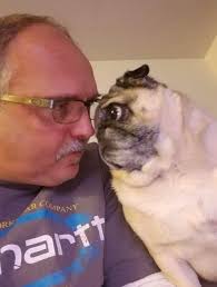 Pug rehoming in southern Maine