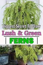 Biggest Secret To Grow Lush Green Ferns Shade Plants Outdoor Plants Lush Green