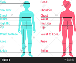 boy girl size chart vector photo free trial bigstock