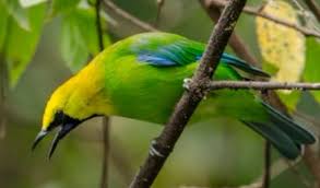 Semoga bermanfaat dan salam ( green leaf bird ) cucak ijo gacor full jamtrok tembakan rapat sangat cocok untuk pancingan, jika video ini bermanfaat jangan lupa subscribs. Inilah Hal Jitu Untuk Tahu Perbedaan Cucak Ijo Jantan Dan Betina Blog Elevenia