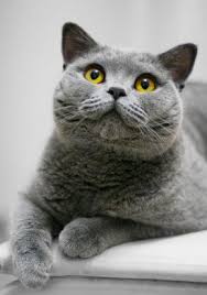 British Shorthair Cat Breeds British Shorthair Cats