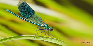 Schmetterlinge sind unglaublich schöne und raffinierte insekten. Krafttier Libelle Und Seine Bedeutung Viversum