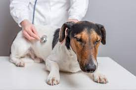 As a simplified explanation, this includes: Kidney Cancer In Dogs Symptoms Causes Diagnosis Treatment Recovery Management Cost