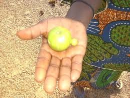 Some lemon (citrus limon), lime (c. The Invention Of The Pomme Du Sahel Tree Nation Project S Updates