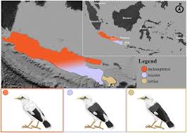Java is an island in indonesia. Map Of Java And Bali Showing The Distribution Of The Three Black Winged Download Scientific Diagram