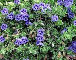 Image result for Aptosimum procumbens