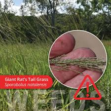 Image result for Sporobolus panicoides