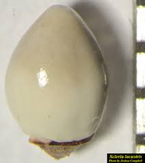 Image result for Scleria lacustris