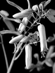 Image result for Aloe rulkensii