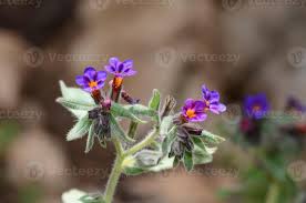 Image result for Boraginaceae