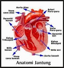 Beberapa Istilah Dalam Sistem Peredaran Darah