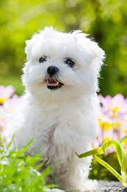 Portrait Of Nice Young Maltese Dog Maltese Dogs Maltese Puppy Maltese Dogs Care