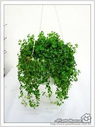 thomas and edward 佈置 一抹新綠嬰兒淚 yam天空部落 flower garden herbs plants