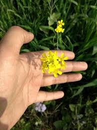 We did not find results for: Real Face Of India Beautiful Farming On Fields And Beautiful Yellow Flowers Steemit