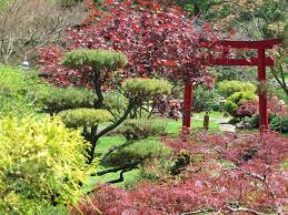 Japanese Garden Japanese Garden Japan Garden Japanese Maple Tree