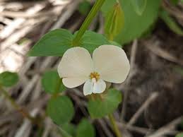 Image result for Canscora alata