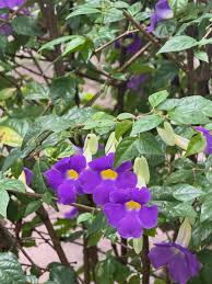 Image result for Thunbergia annua