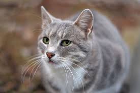 Learn What To Expect When Your Cat Is In Heat Cat In Heat Cats Cat Lady
