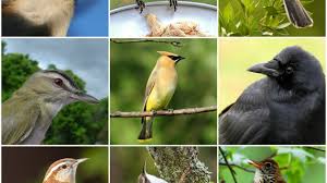 Your Field Guide Is Wrong A Birds Eye View Of The World
